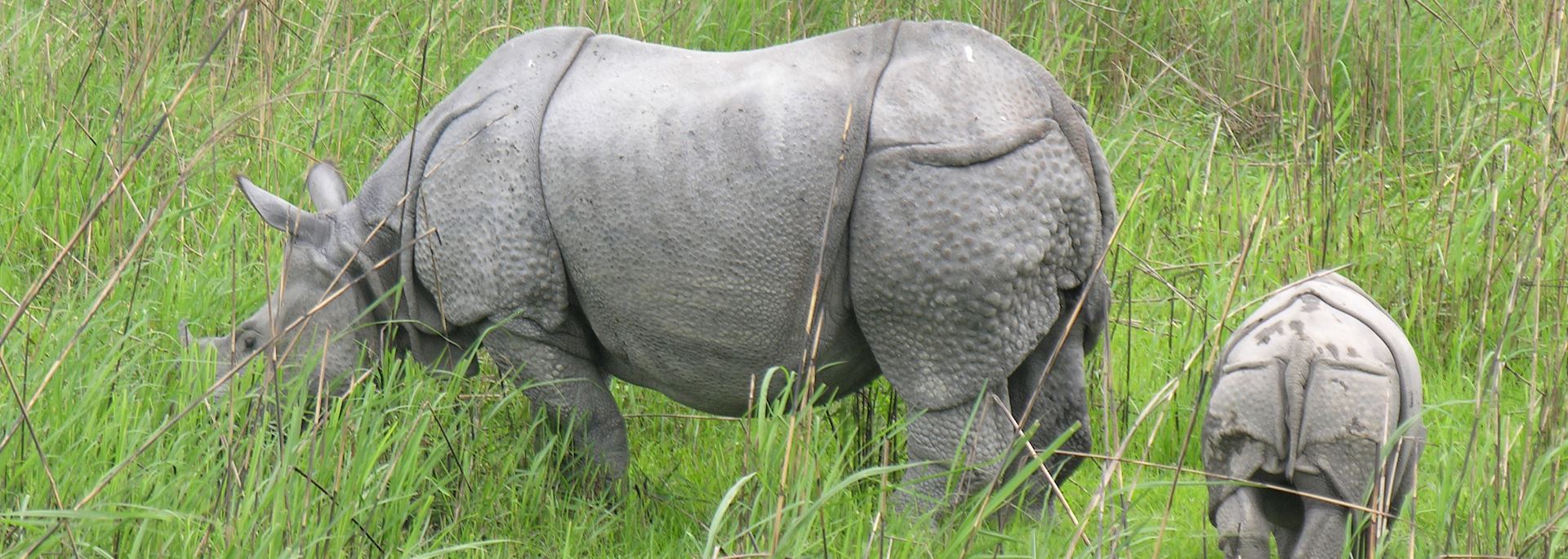 Indian one horned rhino, Kaziranga National Park