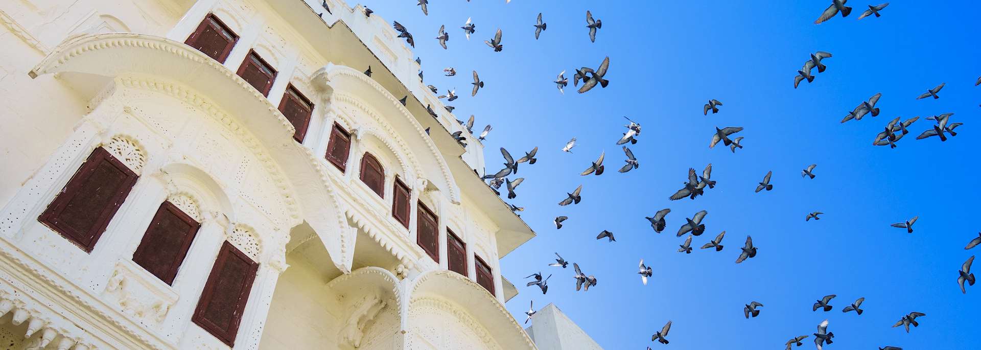 Birds in Nimaj