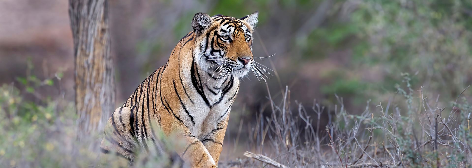 Tiger in Ranthambhore National Park