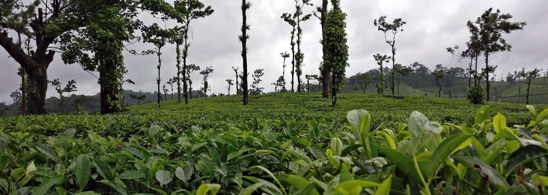 Coorg