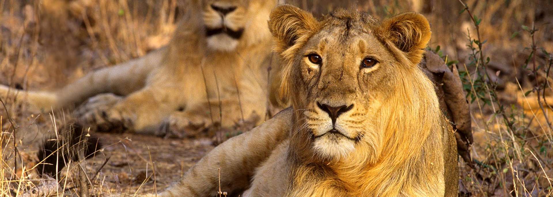 Lions in Sasan Gir National Park