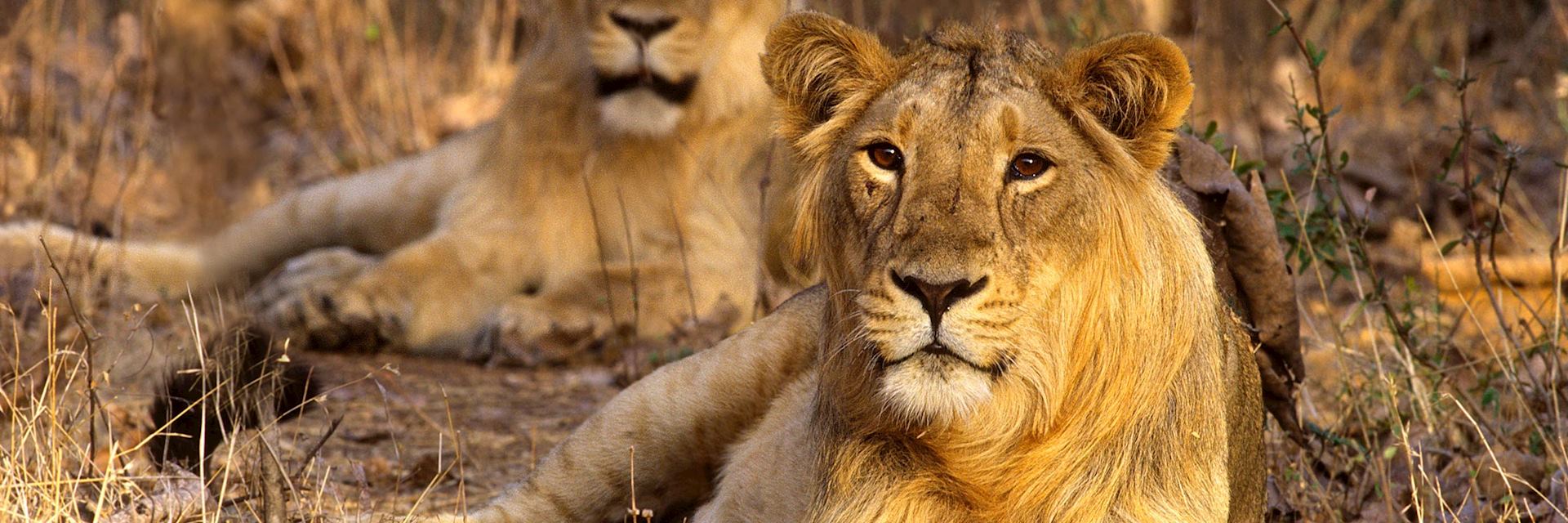 Lions in Sasan Gir National Park