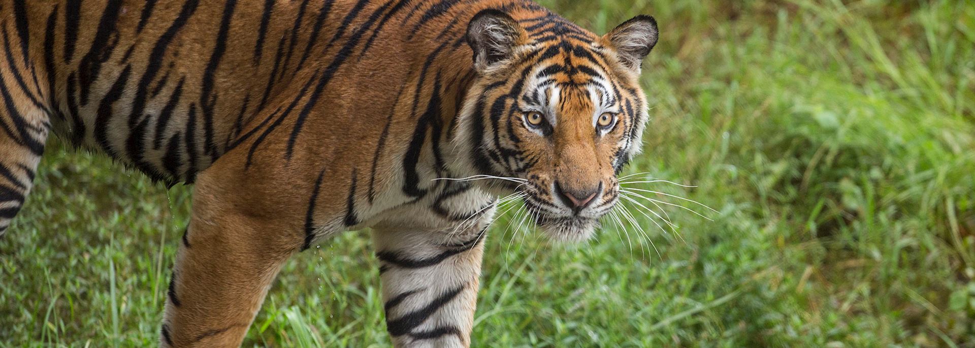 Sundarbans Tiger Reserve