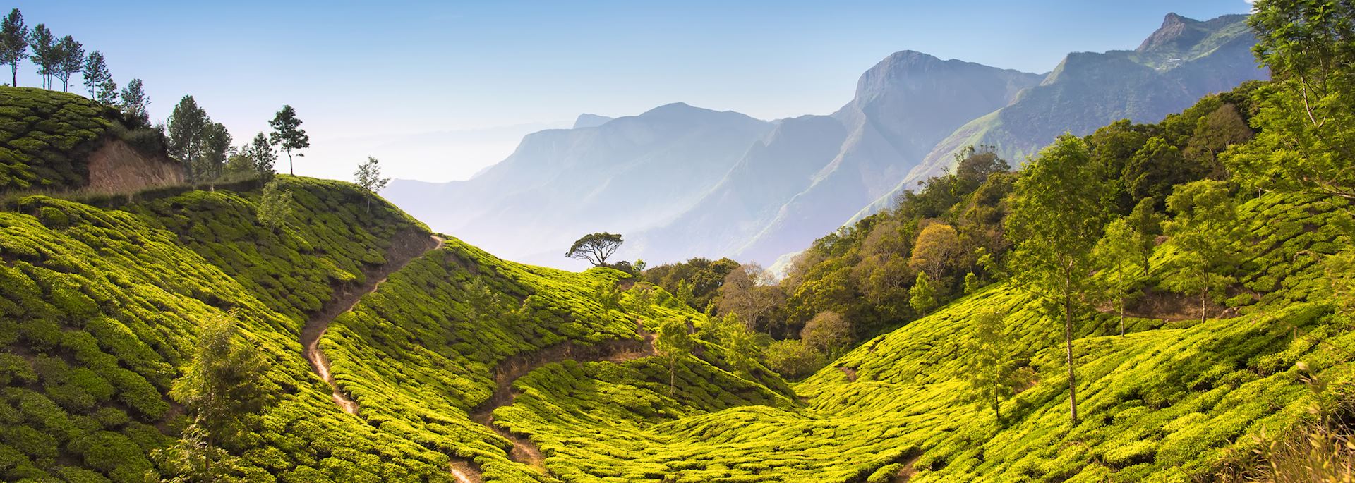 Tea plantation in Assam
