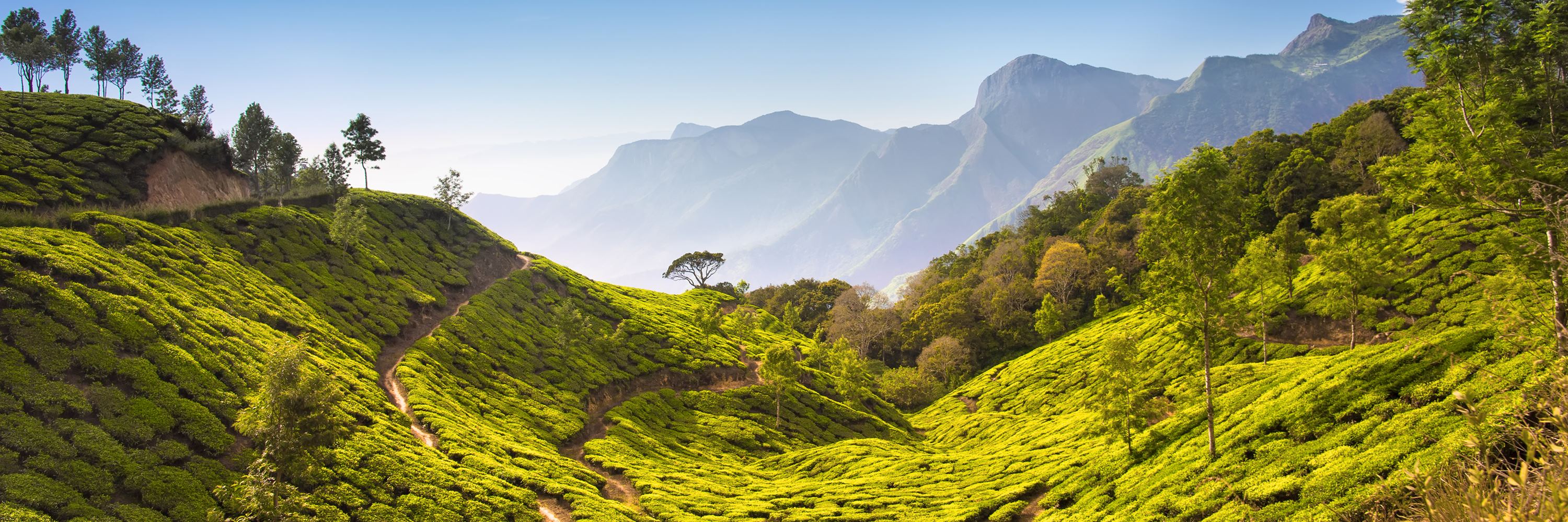 Tea plantation in Assam