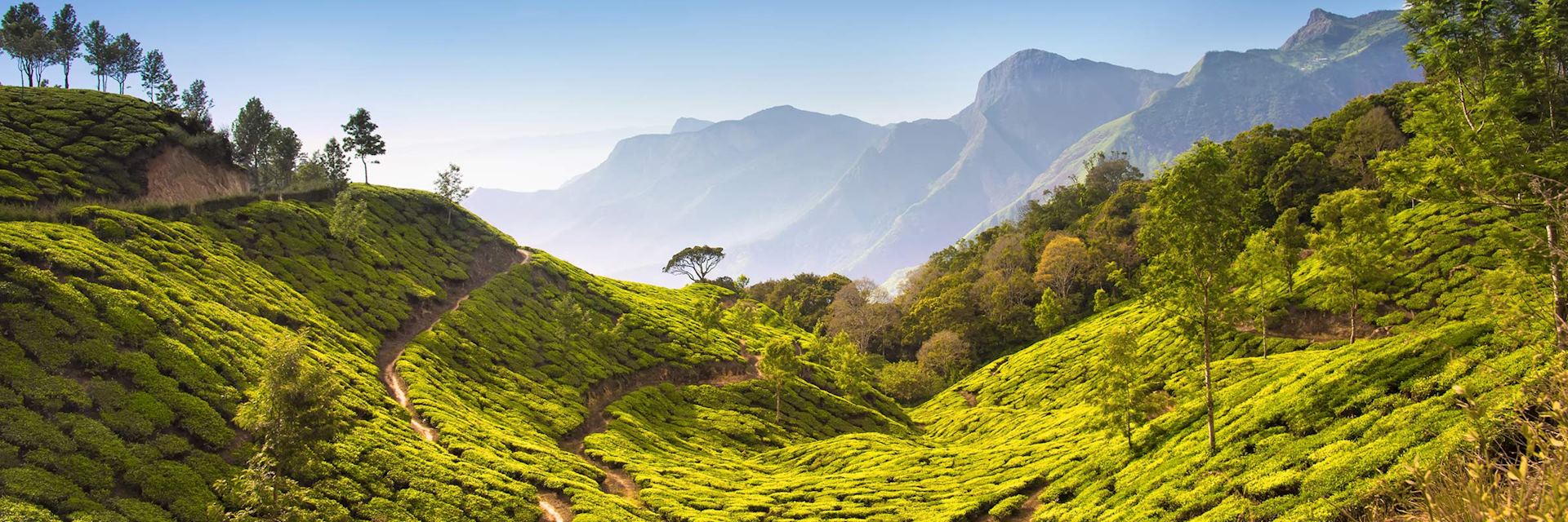 Tea plantation in Assam