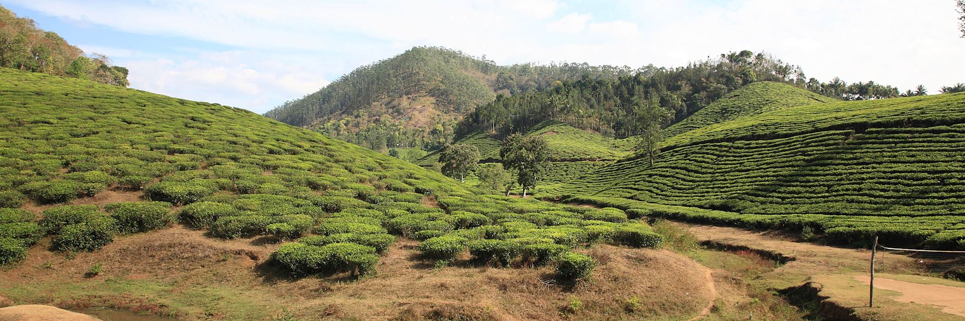 Tea plantation in Thekkady