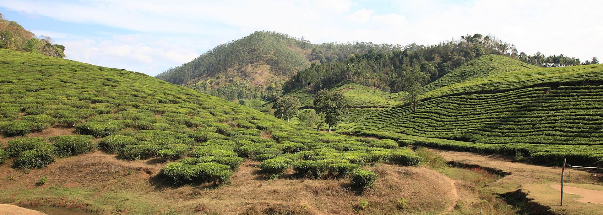 Tea plantation in Thekkady