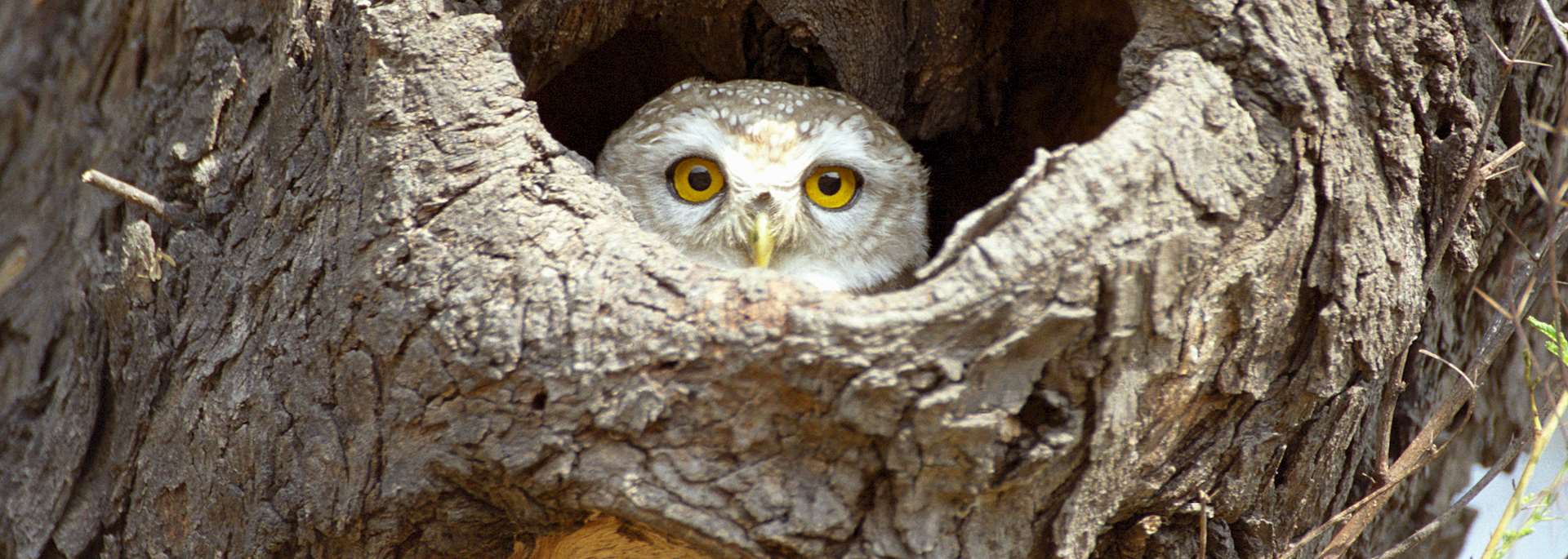 Spotted owlet, Chhatra Sagar