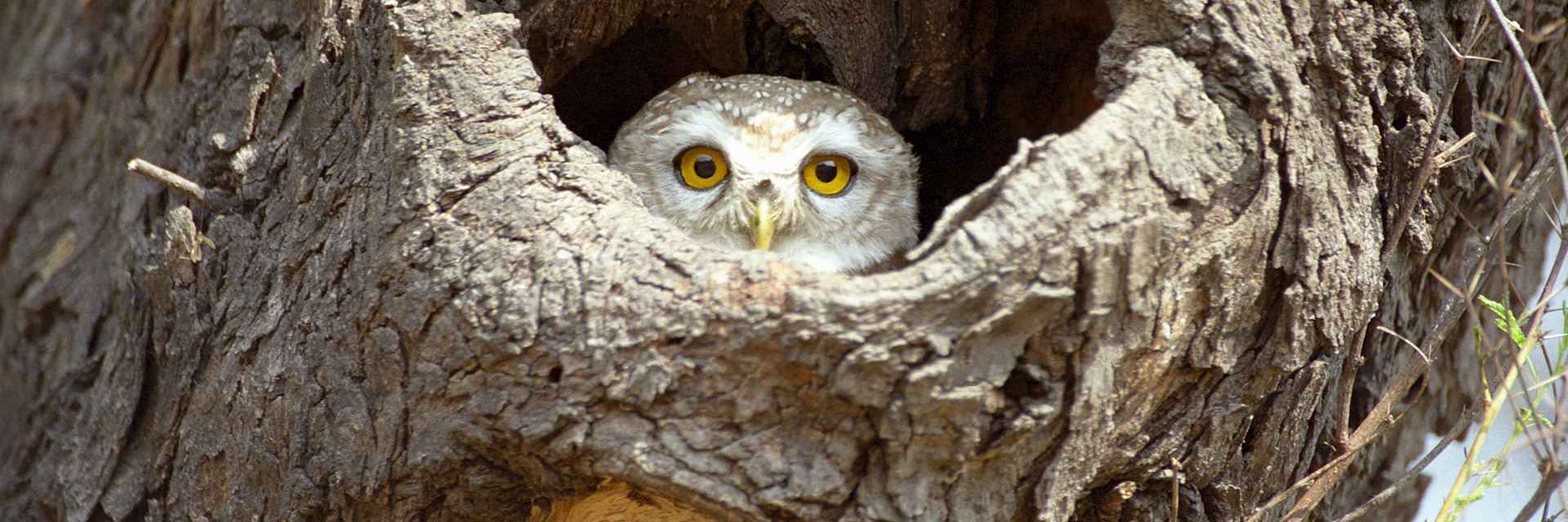 Spotted owlet, Chhatra Sagar