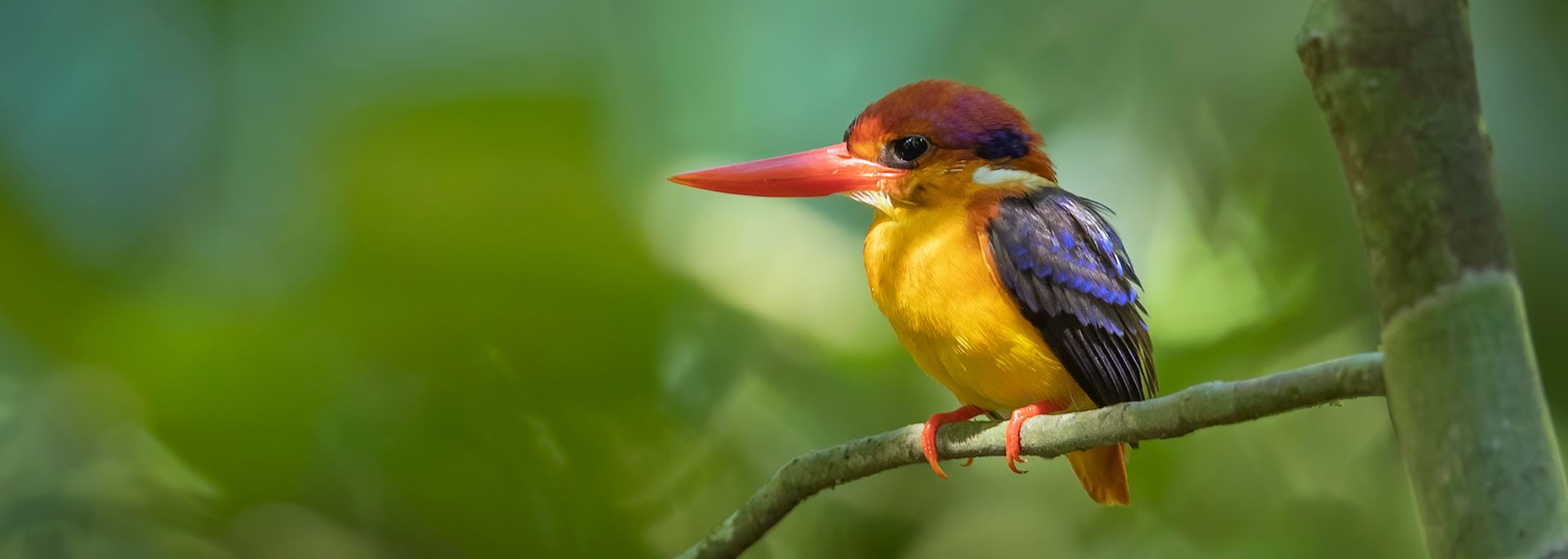 Oriental dwarf kingfisher, Thattekad Bird Sanctuary, India