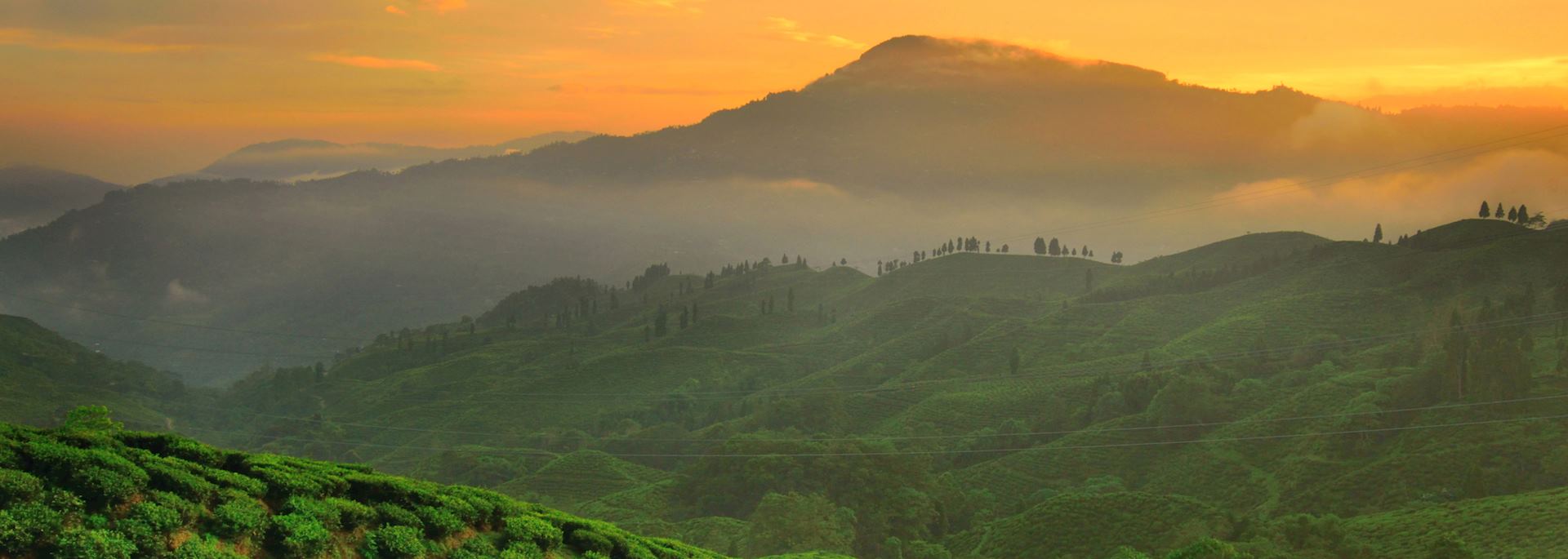 Sunset over tea gardens in Darjeeling