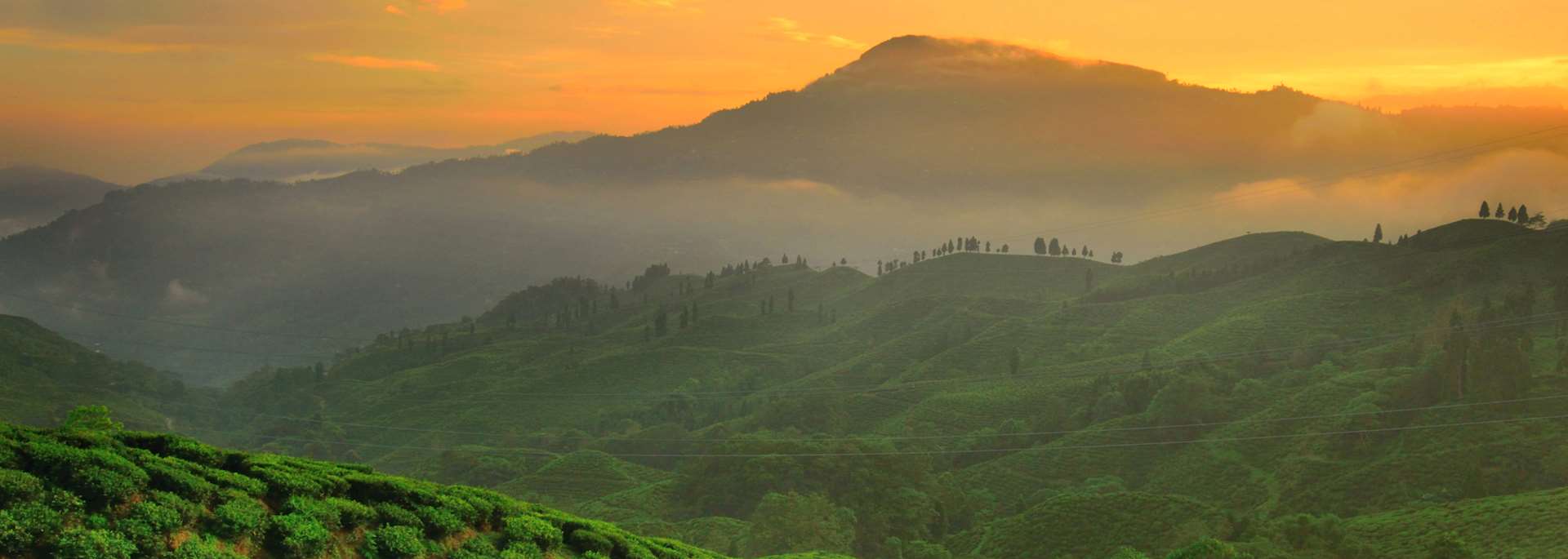 Sunset over tea gardens in Darjeeling