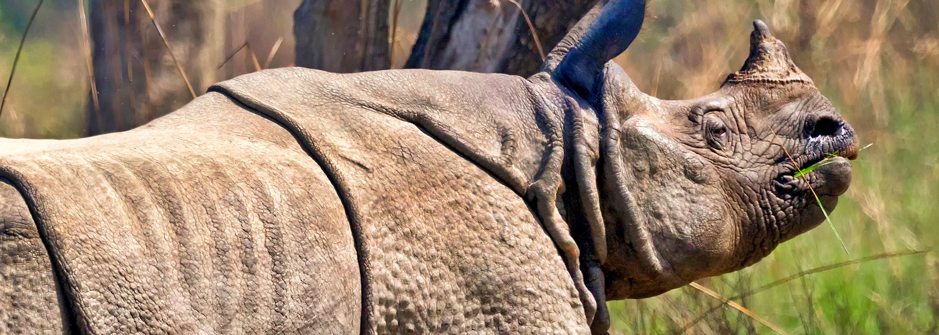 One-horned rhino in Bardia National Park