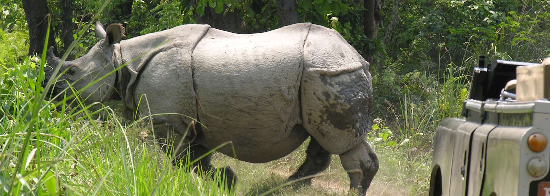 Rhino in Chitwan National Park