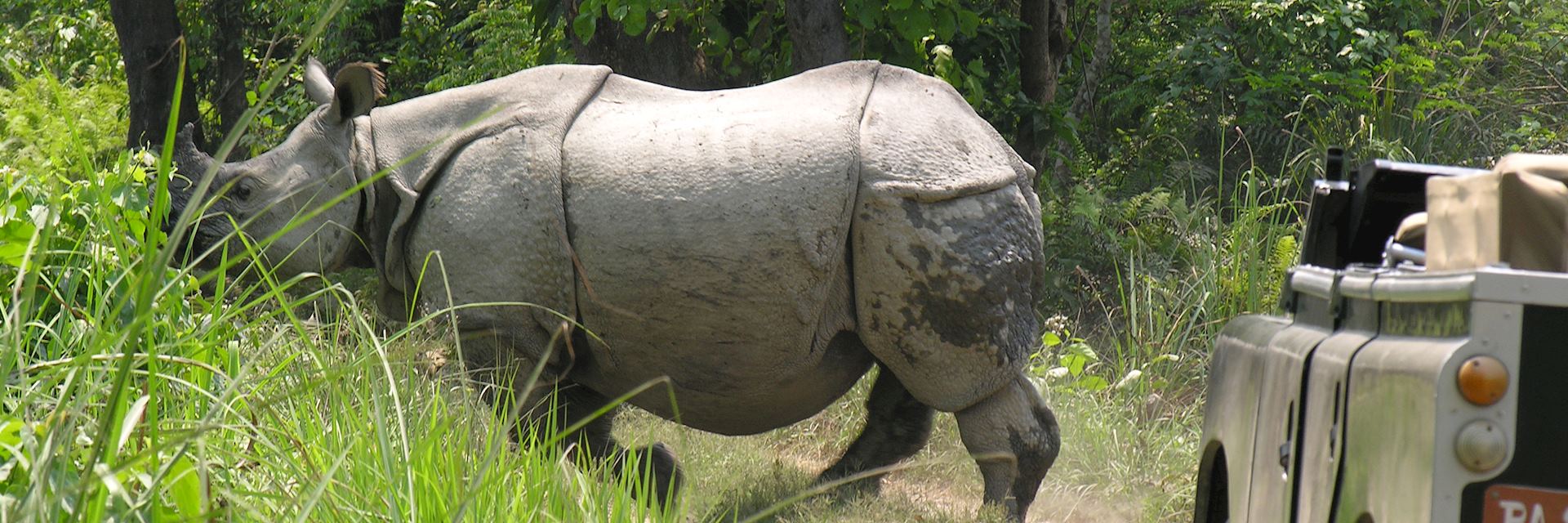 Rhino in Chitwan National Park