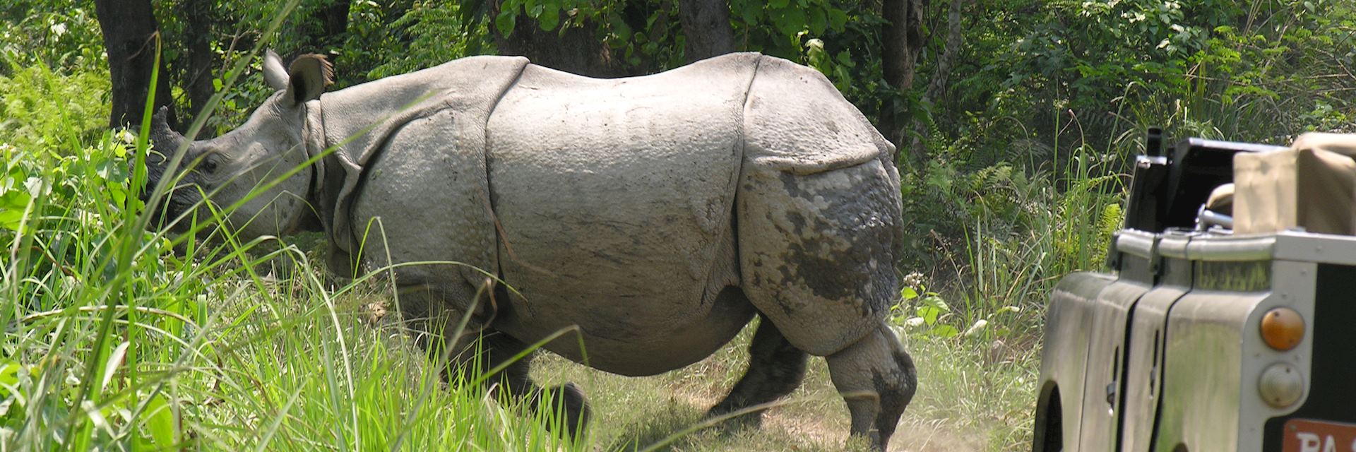 Rhino in Chitwan National Park