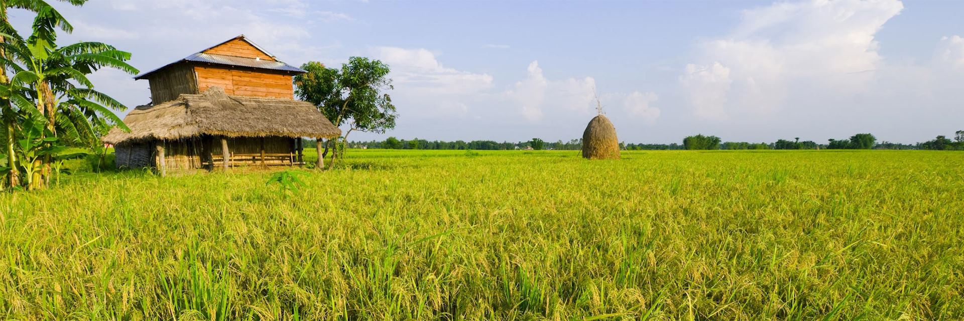 Rice paddy in Terai