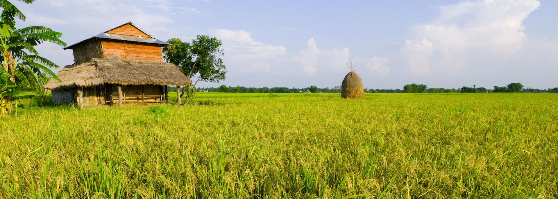 Rice paddy in Terai