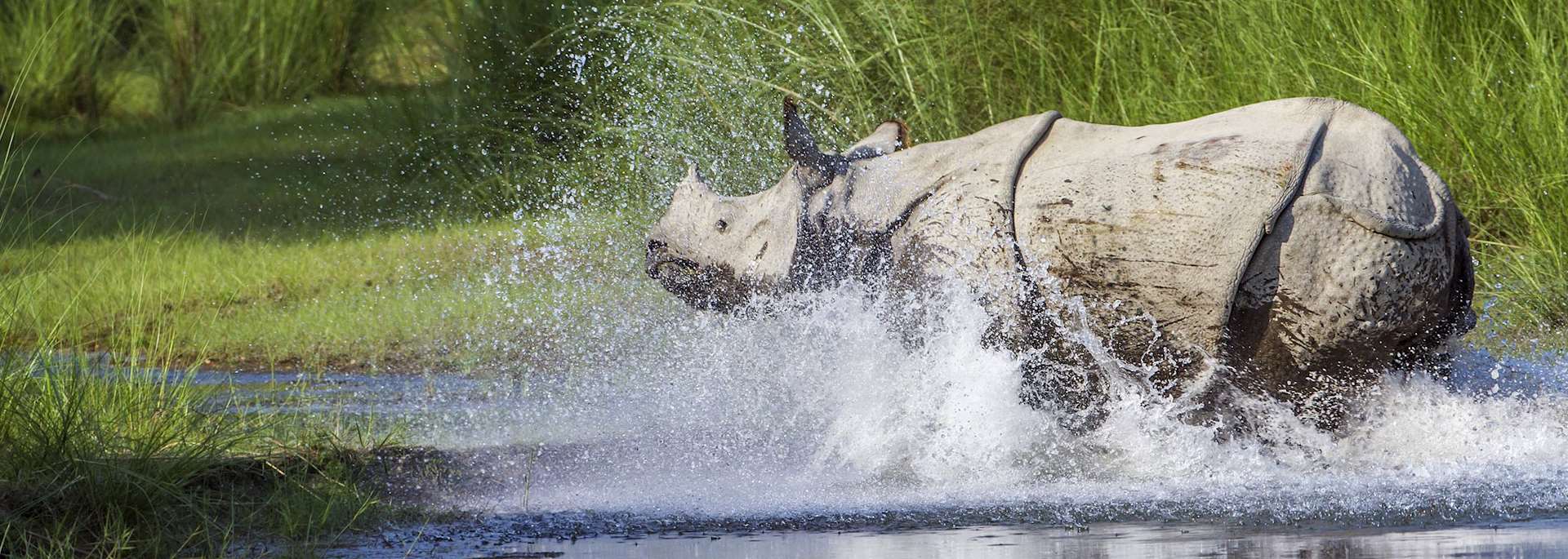 Rhino in Bardia National Park