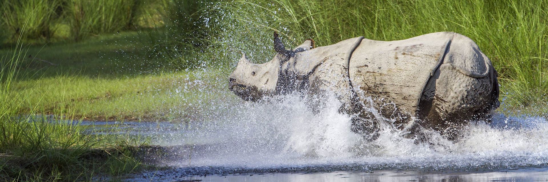 Rhino in Bardia National Park
