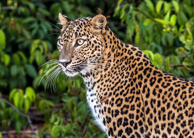 Leopard, Wilpattu National Park, Sri Lanka