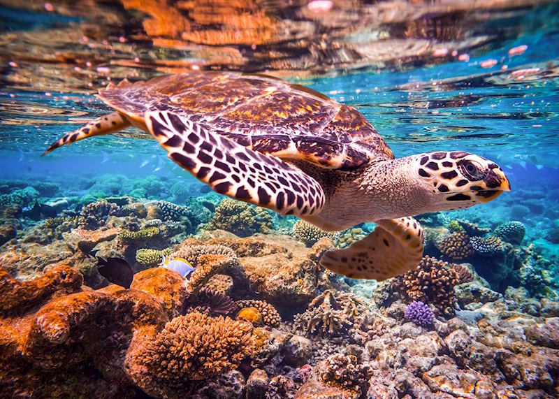 Hawksbill turtle, Maldives