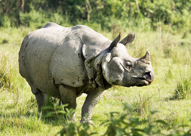 One-horned rhino, Chitwan National Park