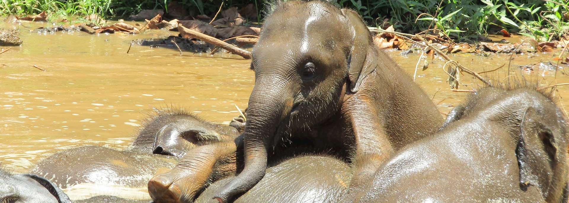 Elephant Transit Home, Udawalawe National Park