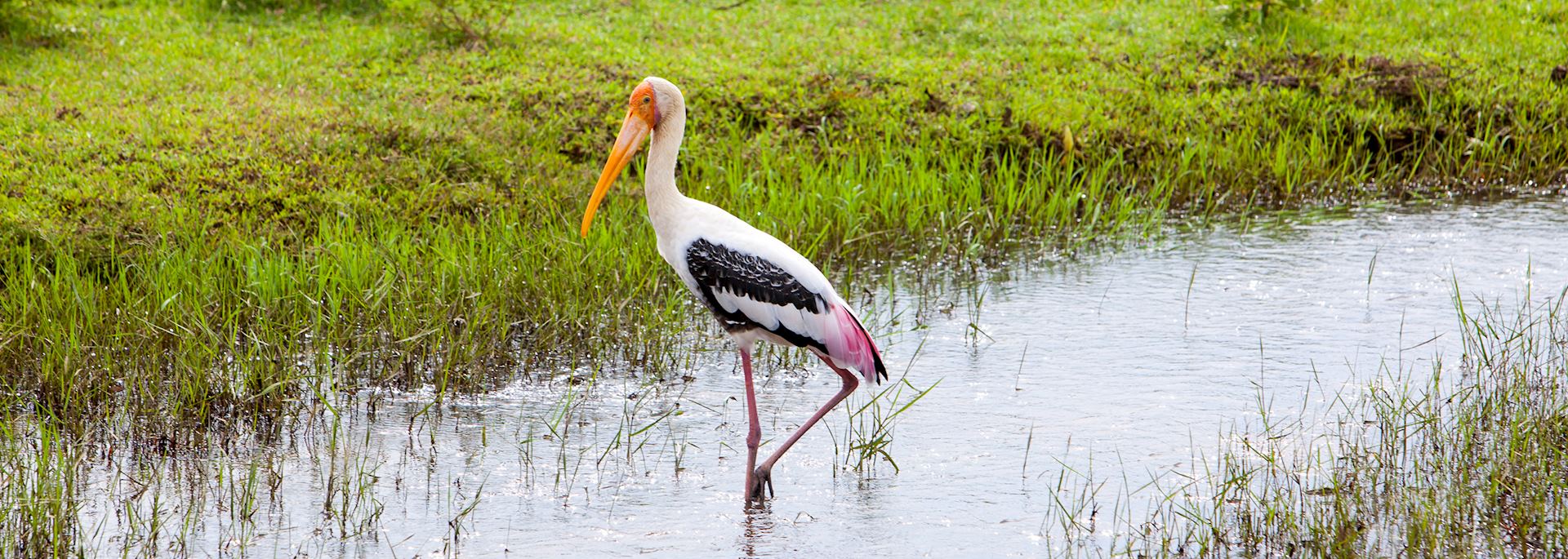 Painted stork, Yala National Park