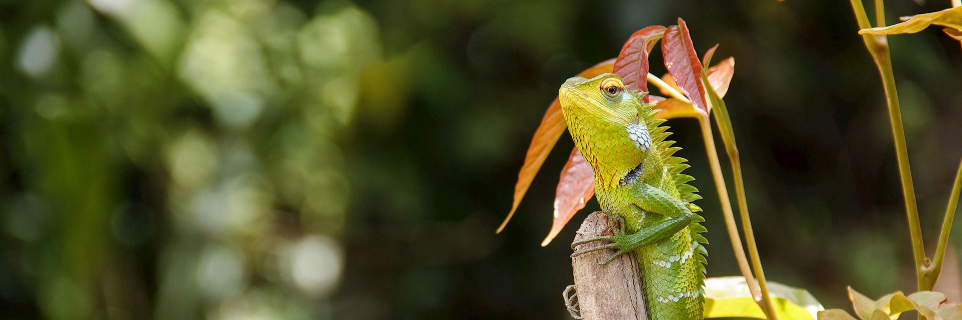 Green lizard, Sinharaja Biosphere Reserve