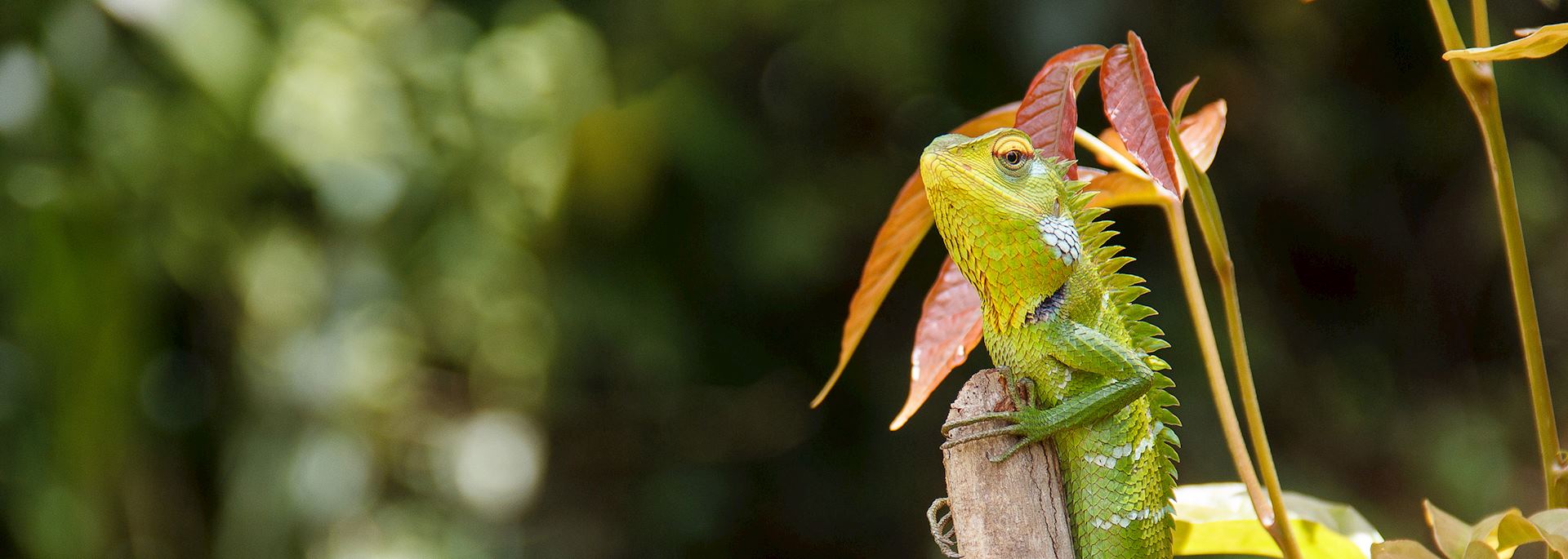 Green lizard, Sinharaja Biosphere Reserve