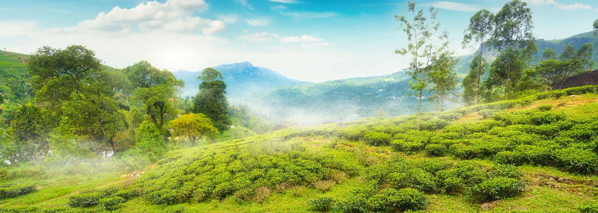 Tea fields in Nuwara Eliya