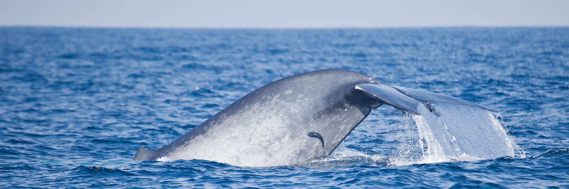Blue whale near Mirissa Harbour, Sri Lanka