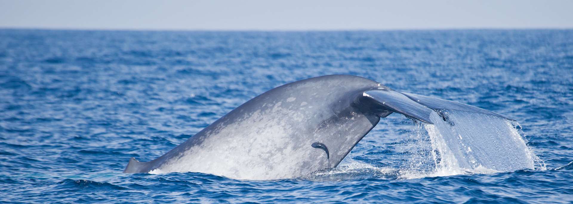 Blue whale near Mirissa Harbour, Sri Lanka
