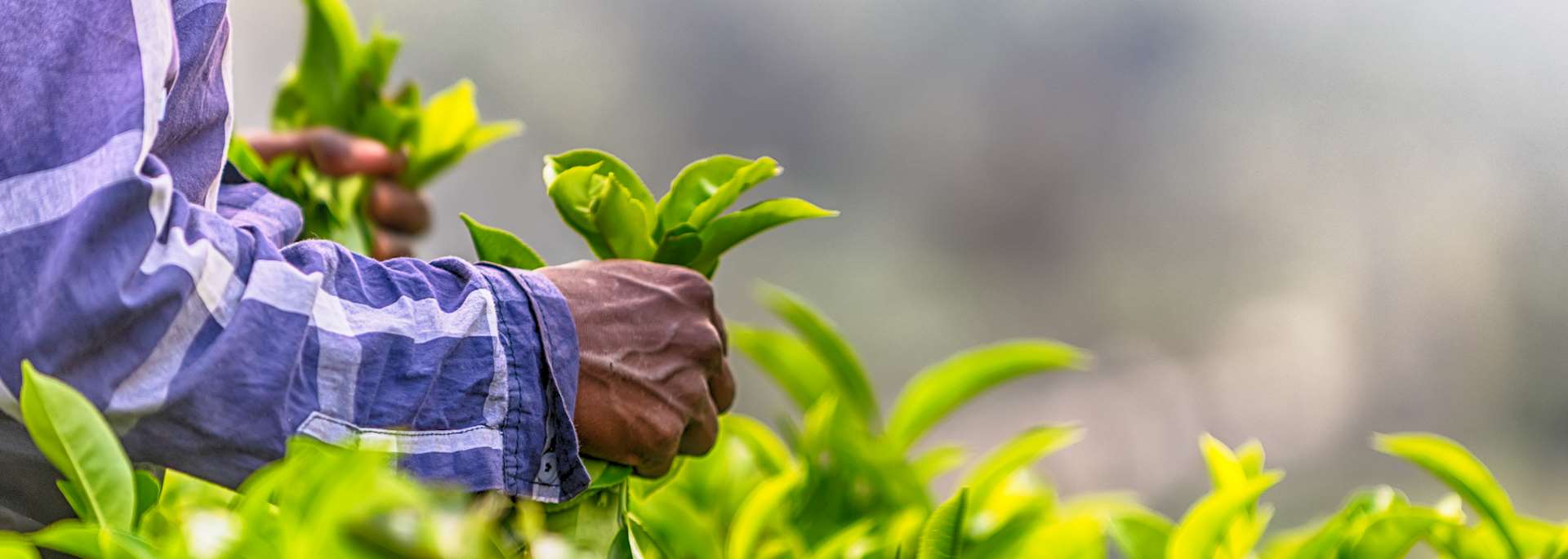 Tea picking near Nuwara Eliya