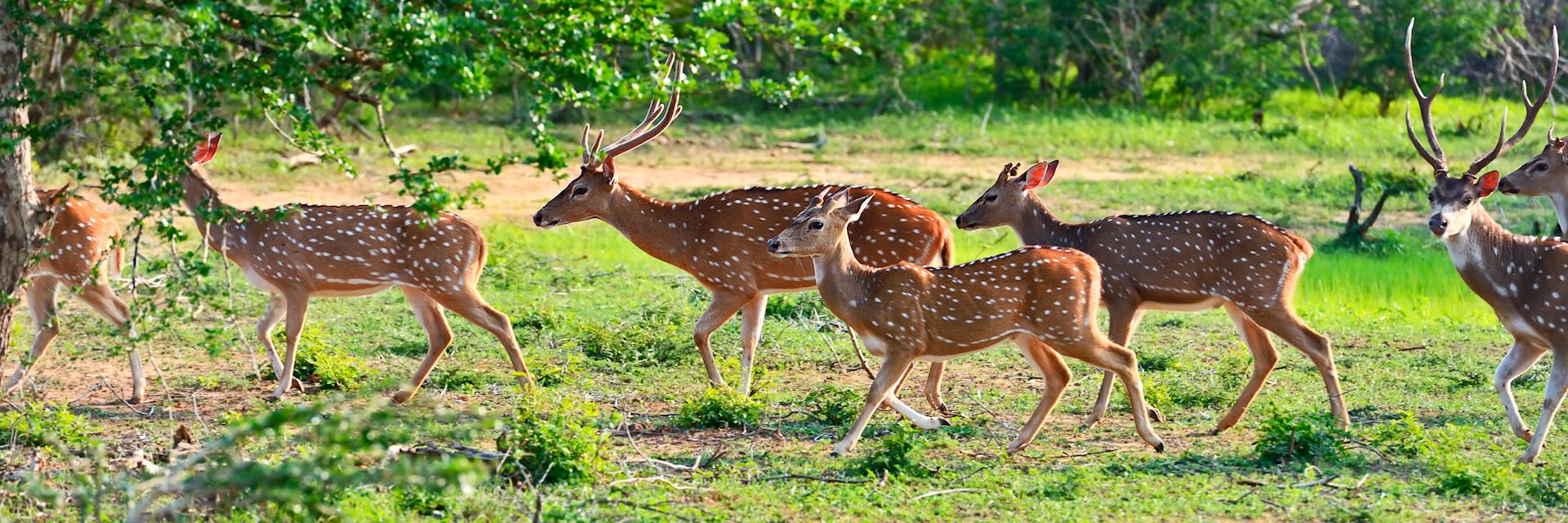 Spotted deer in Yala National Park, Sri Lanka