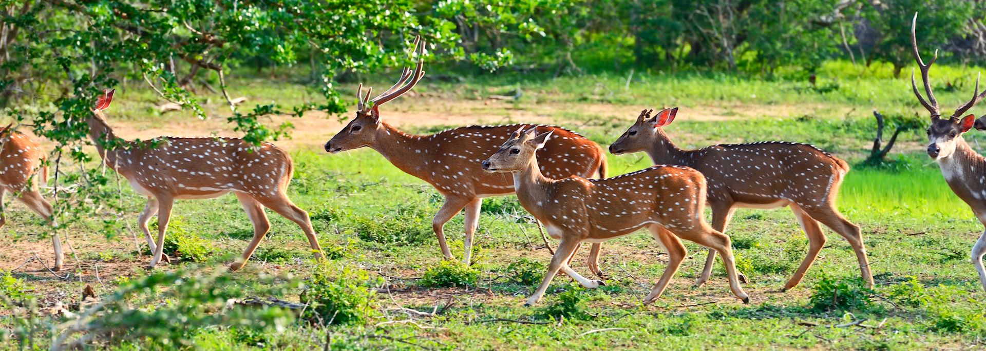 Spotted deer in Yala National Park