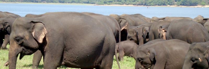 Elephants in Minneriya