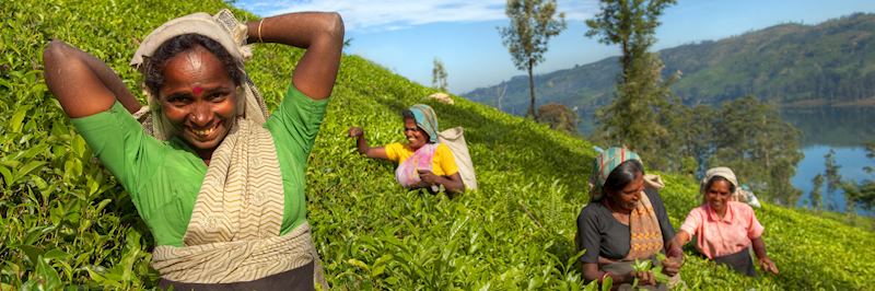 Tea plantation workers in Nuwara Eliya
