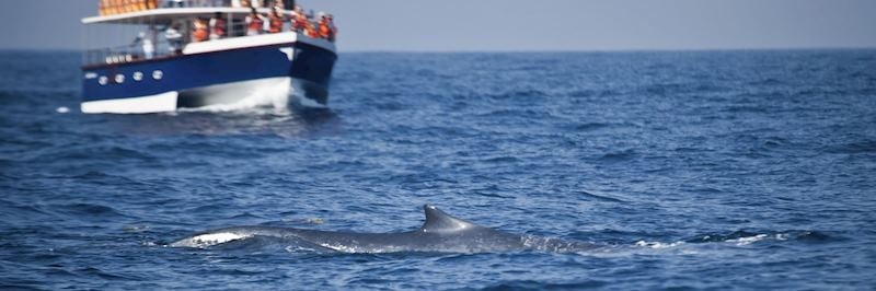 Some of the world's best whale-watching can be done from Mirissa