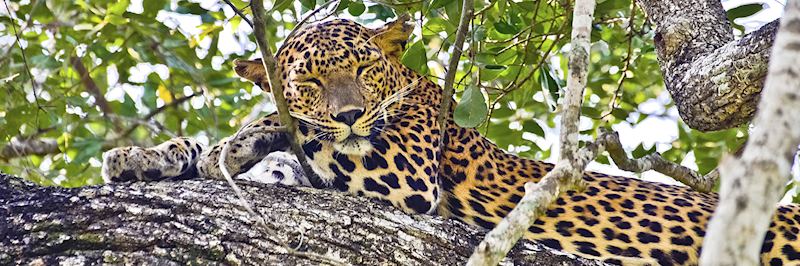 Always elusive, a leopard in Horton Plains National Park