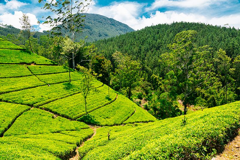 Tea plantations in Nuwara Eliya