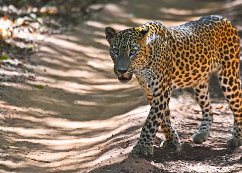 Leopard, Yala National Park