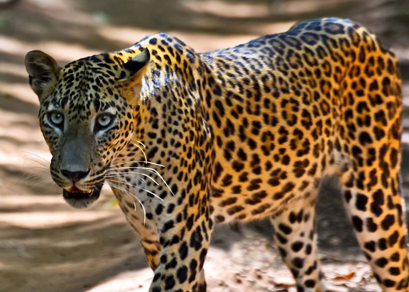 Leopard, Wilpattu National Park