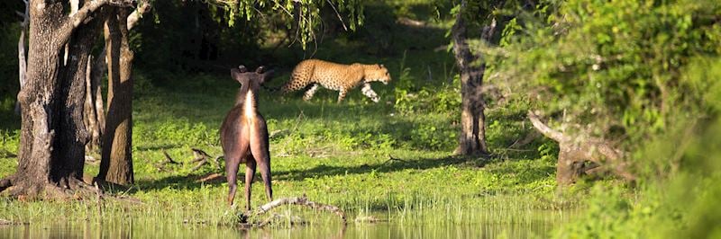 A leopard stalks its prey in Yala National Park