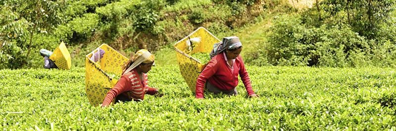 Tea pickers in Nuwara Eliya