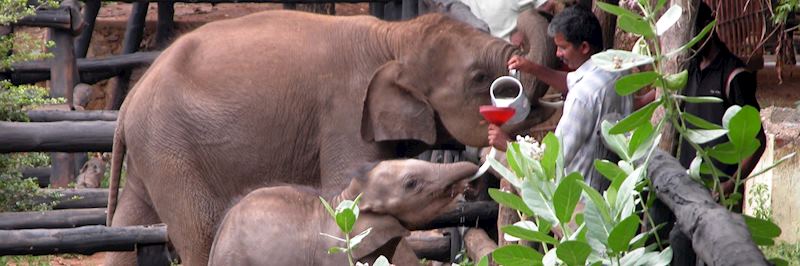 Elephant Transit Home, Uda Walawe National Park