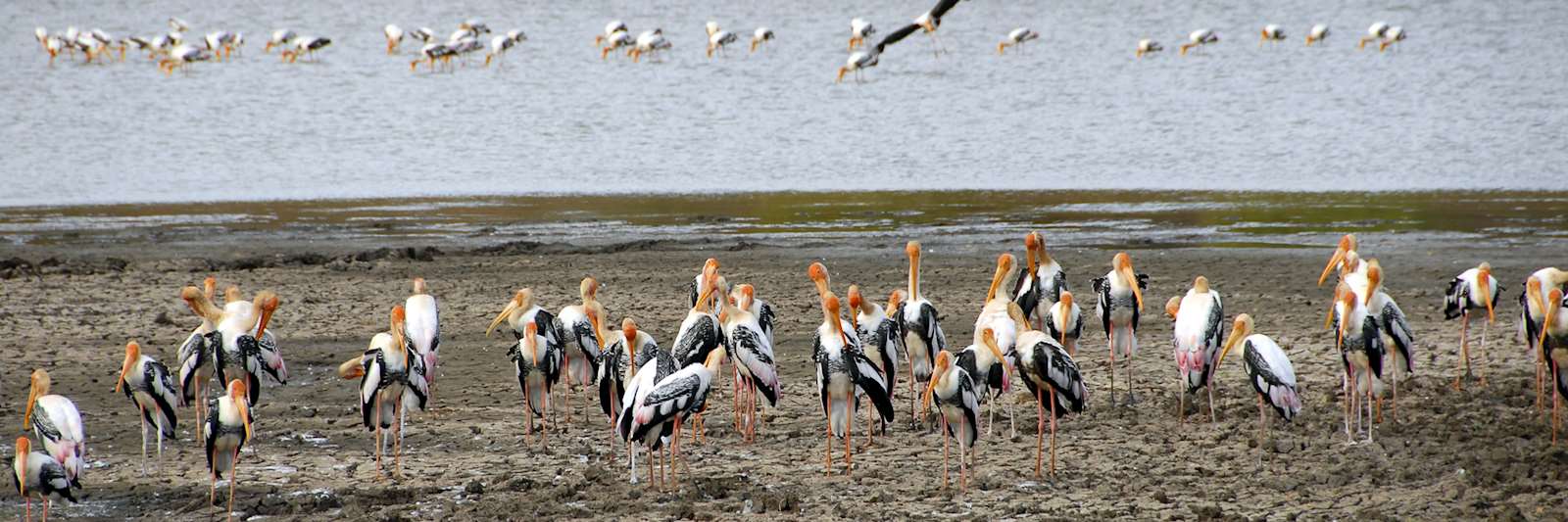 Wildlife of Sri Lanka | Travel guide | Audley Travel UK