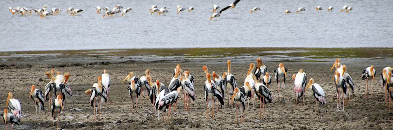 Painted storks., Bundala National Park